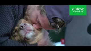 Love Letter to Dogs - YuMOVE US TV advert 2020