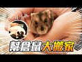 【維鼠日記】幫倉鼠大搬家！鼠貓一起住新家【維特】#125