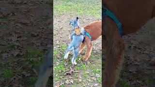 Mini Schnauzer Dominates Larger Dog at Dog Park