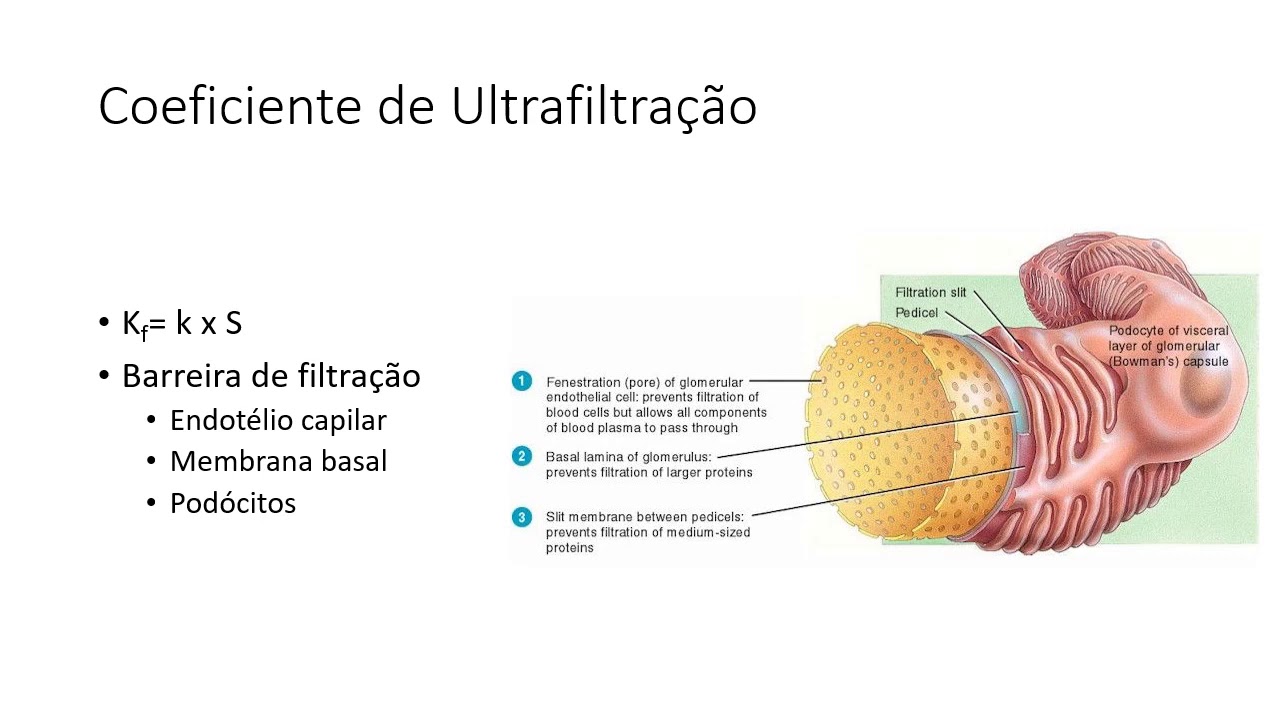 Filtração Glomerular Parte 1 YouTube Filtração Glomerular Parte 1 YouTube