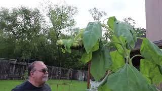 Harvesting Mammoth Sunflower Seeds by Backyard Cardinals 201 views 3 months ago 14 minutes, 18 seconds