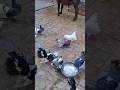 Kabutar paani m kelh rhyfancypigeon kabutar pigeonlover shortpetvlog