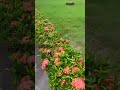 NO JEITO BORA DERRUBAR ESTE JARDIM!