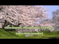 Japanese folk song 9 cherry blossoms sakura sakura