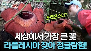 지구 상에서 가장 큰 꽃! 시체꽃이라 불리는 '라플레시아'를 찾아서 정글로 들어갔습니다... | 말레이시아 카메론 하일랜드