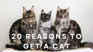 20 Reasons Why You Should Get a Cat