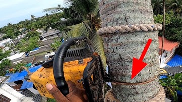 PART - 3  Triple Tree Removal / How to cut down a Big Tree Near a House