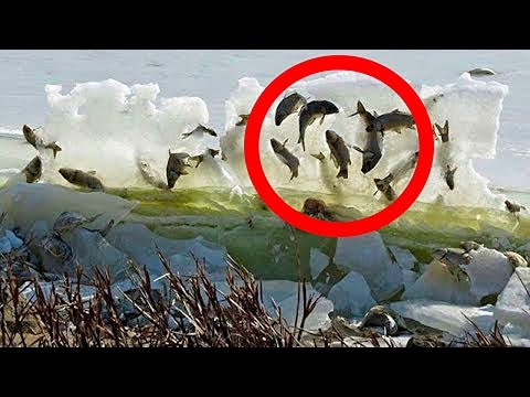 12 НЕВЕРОЯТНЫХ ВЕЩЕЙ, НАЙДЕННЫХ ЗАМОРОЖЕННЫМИ ВО ЛЬДУ
