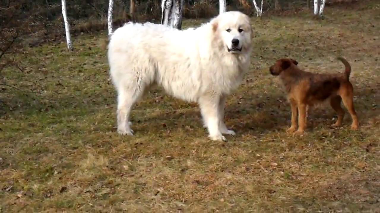 great pyrenees and newfoundland mix
