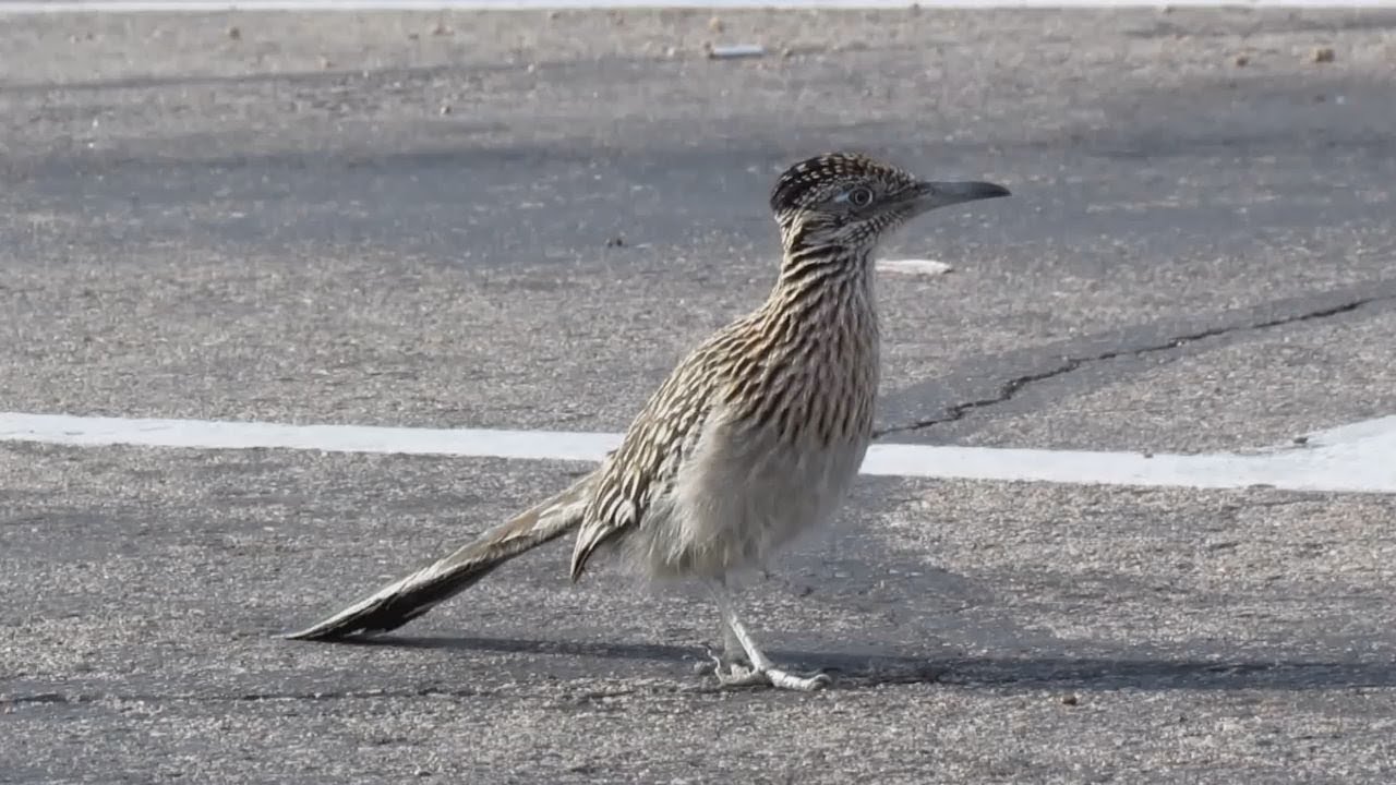 Greater Roadrunner Bird Running In For Fast Food Youtube