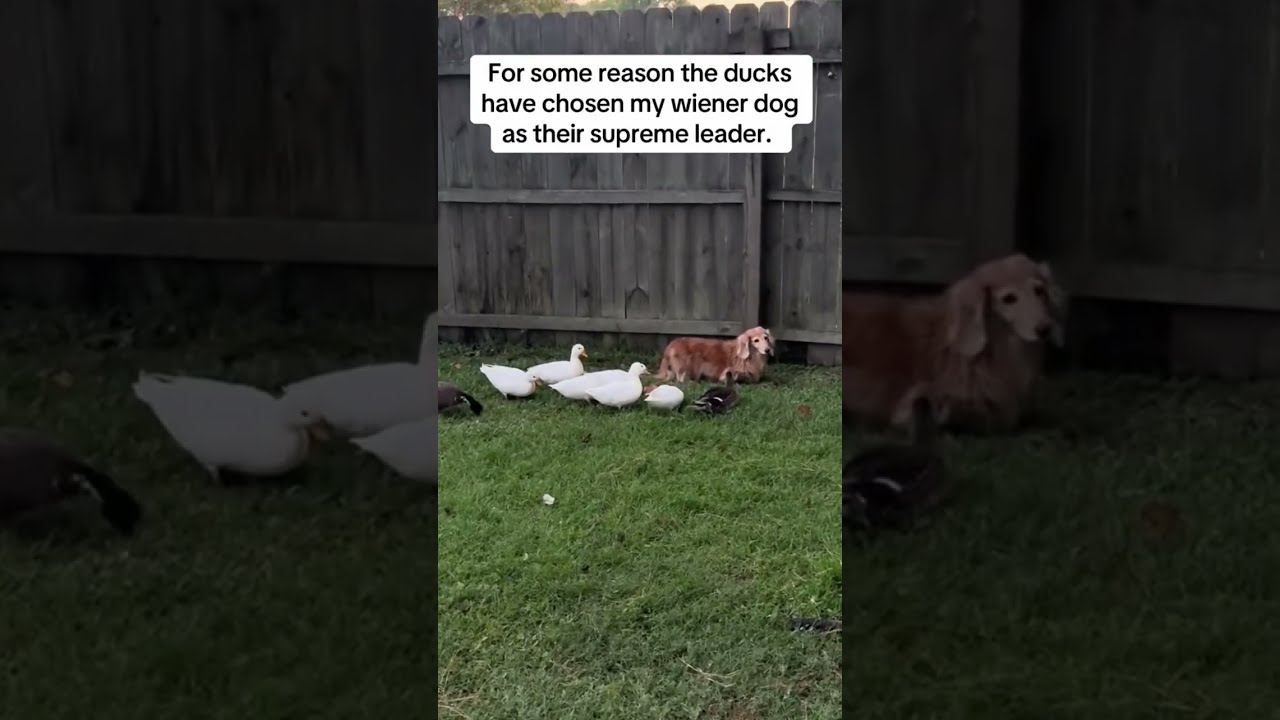 They Have Made The Doggyo Leader Of Clans