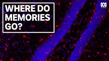 How does the brain forget? Study reveals how "microglia" gobble up mouse memories