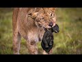 Hyena cub sparks fury the ultimate revenge tale