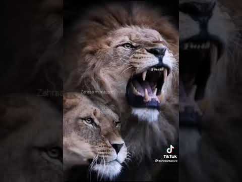 للي يتمنى سقوطي وقوفي أطول من عمرك مهند زعيتر