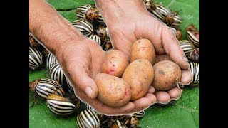 Картофель в опасности. Спасайте урожай.