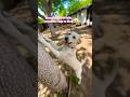 Perros Rescatados de la calle#dog#dogs#dogshorts#doglife#shortvideo#shortsfeed#short#shorts#cat#cats