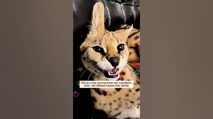 Video 10475771: serval rescued, serval kitten, family rescued