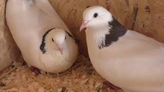 МОЯ РАБОТА ПО РАЗВЕДЕНИЮ ГОЛУБЕЙ  КАКАЯ ЦЕЛЬ ? #pigeons​​​##Tauben​​​##աղավնիներ​​​##göyərçinlər​​​#