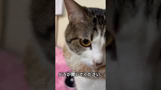 今日のさくらにゃん　ご挨拶　猫　さくら　猫がいる幸せ　猫好き　猫バカ　可愛い猫　美猫　猫好きさんと繋がりたい　さくらにゃん　　ゆうTube yuusaku28