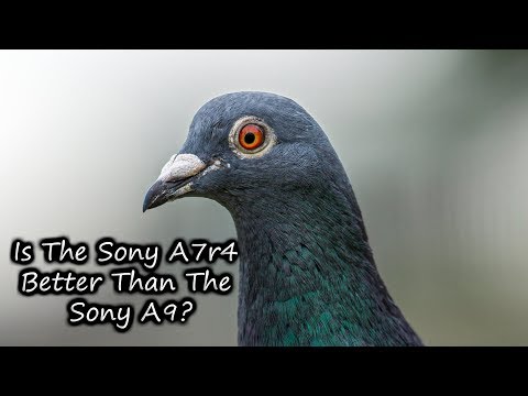 Sony A7Riv is it better than the Sony A9 ?