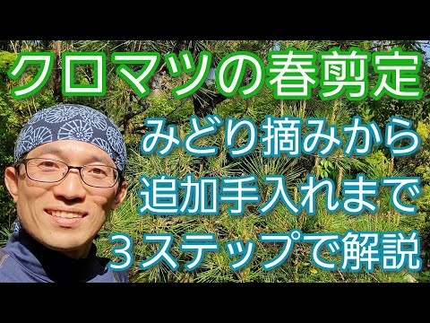 【松(クロマツ)の春剪定】みどり摘みを中心に3ステップの手入れをわかりやすく実践👐✨