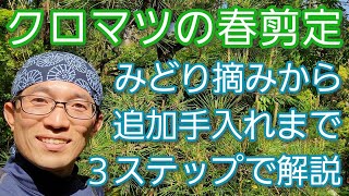 【松(クロマツ)の春剪定】みどり摘みを中心に3ステップの手入れをわかりやすく実践