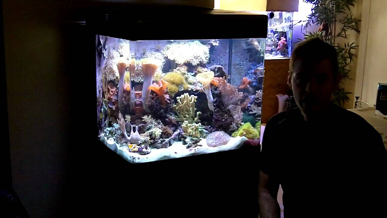 basic nano reef maintenance