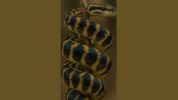 "Carpet Python Care Guide: Everything You Need to Know | Facts & Tips"