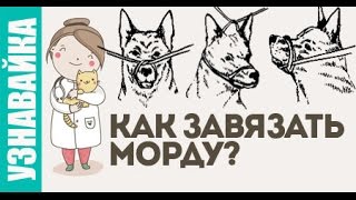 Как завязать морду собаке? Узнавайка Как завязать морду собаке? Узнавайка