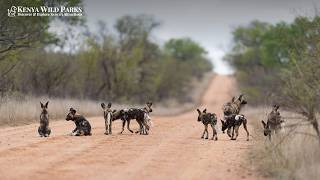 The African Wild Dog Pack Structure: Africa's Most Caring Predator