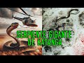 Serpiente gigante de katanga  criptozoologia