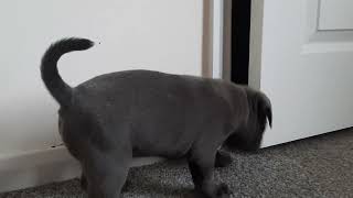 Staffy Puppy Boy Playing With A Unicorn