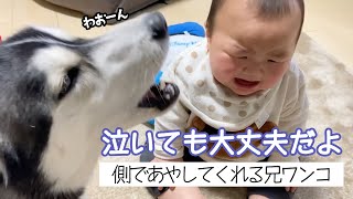 赤ちゃんが泣くとすかさず兄登場!|PECO