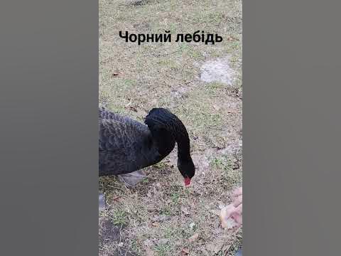 Чорний лебідь - YouTube