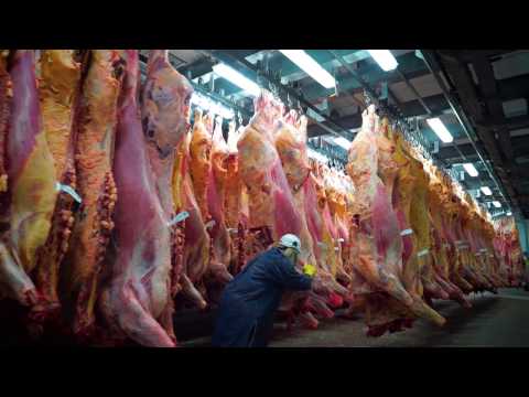 Robotic Beef Rib Cutting Technology – Meat Processing Automation