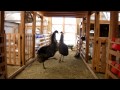 Emu happy dance for the sun.