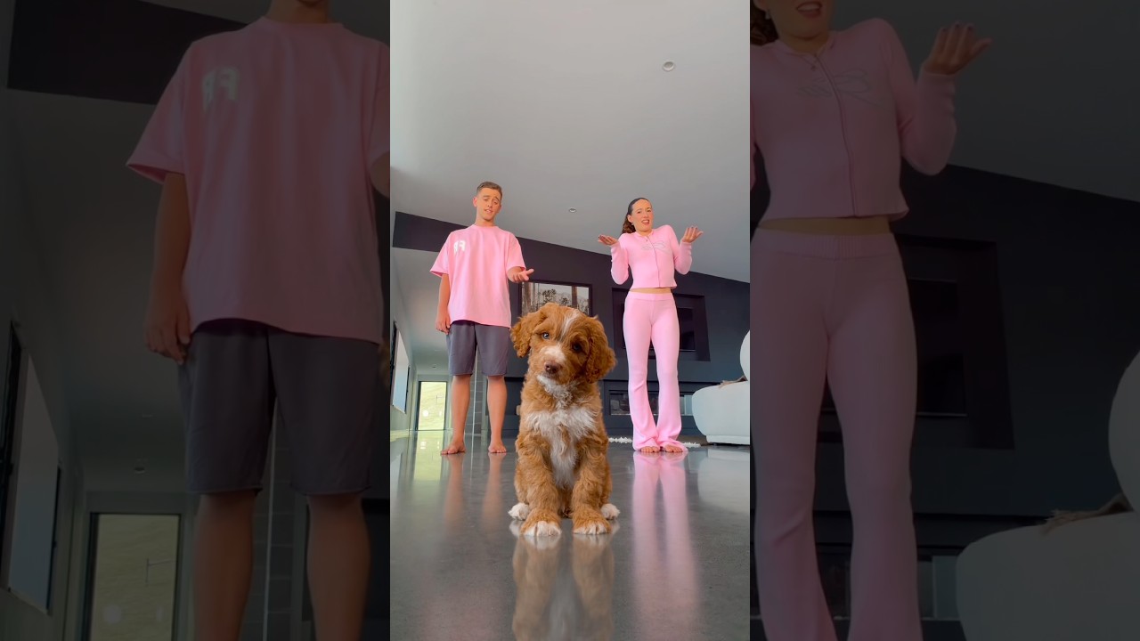 Puppy Dance Class! 😱🐶 #puppy #dance #viral