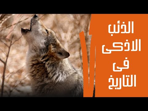 أجبر الصياد على الأعتزال القصة الملحمية للوبو الذئب الاذكى على مر التاريخ