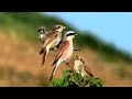 Сорокопут-жулан самец с птенцами || Shrike Shrike male with chicks