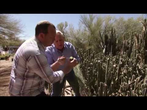 Wideo: Arizona Barrel Cactus Info: Carin dla Arizona Barrel Cacti w ogrodach