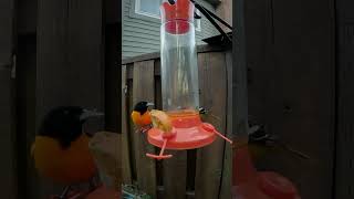 Two orioles, one orange slice 🧡 (slow motion)