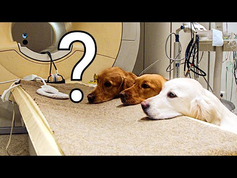 ვიდეო: ფიქრობენ ძაღლები რამეზე?