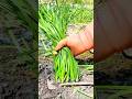 Harvesting fresh green onions from the garden carefully to keep them clean and neat #shorts