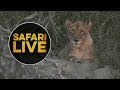 safariLIVE - Sunset Safari - July 15, 2018