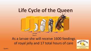 Lifecycle of the Queen