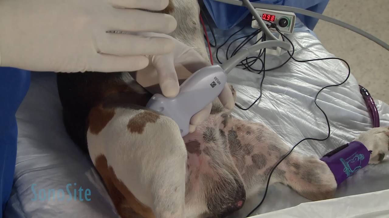 Ultrasound Guided Femoral Nerve Block in a Dog: Part 2 of 3 - YouTube