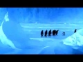 Penguin falls down resulting in best sound ever low