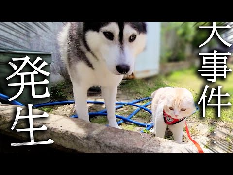 大好きなぬいぐるみを洗って外に干したら子猫と犬の行動が...