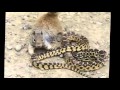 Mongoose vs cobra snake top 3 fighting news