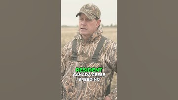 Migration Wonders: Understanding Canada Geese Molt Migration